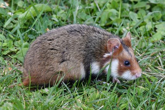 How to Treat a Hesitant Hamster That Refuses to Use a Sand Bath