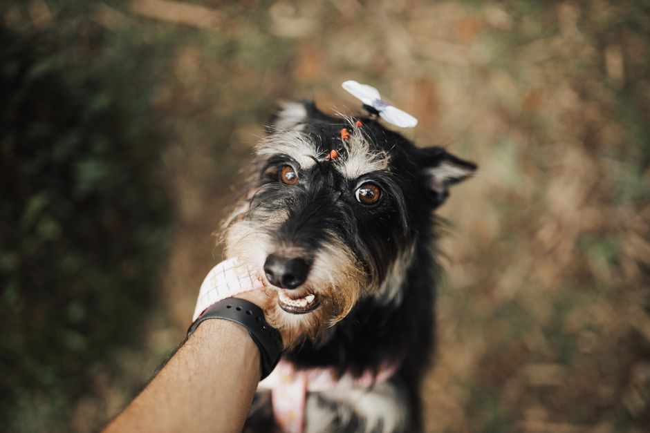 DIY Dog Grooming Solutions: Save Money and Bond with Your Pup