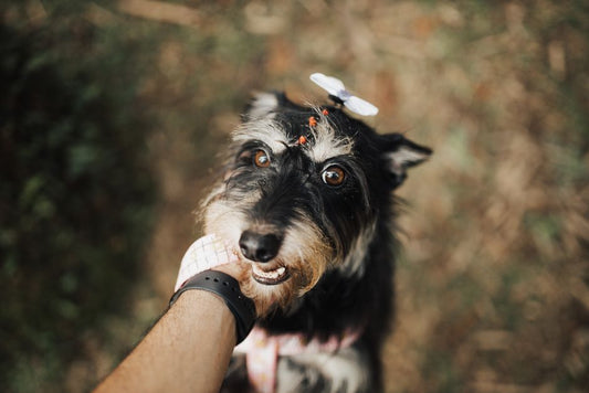 DIY Dog Grooming Solutions: Save Money and Bond with Your Pup