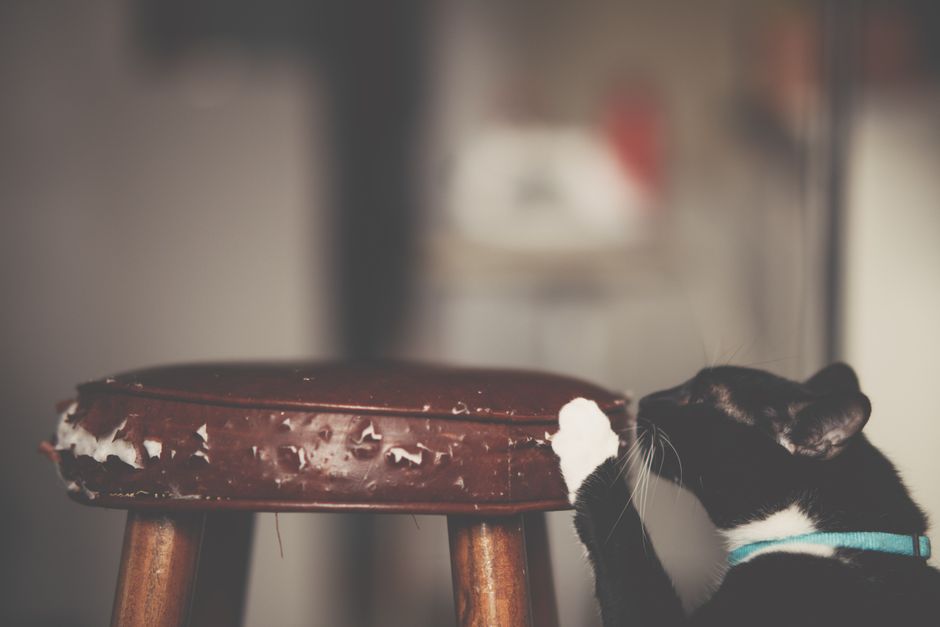 How to Stop Your Cat From Scratching Furniture Without Declawing