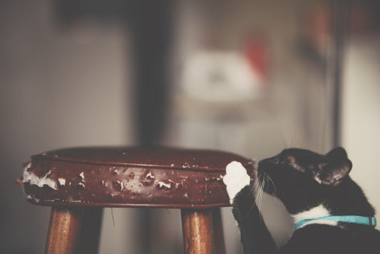 How to Stop Your Cat From Scratching Furniture Without Declawing