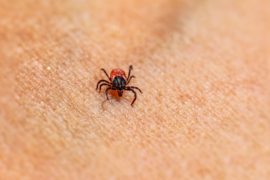 DIY Parasite Prevention for Pets: Natural Home Solutions That Work