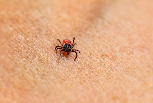 Flea and Tick Prevention for First-Time Owners: A Complete Step-by-Step Guide
