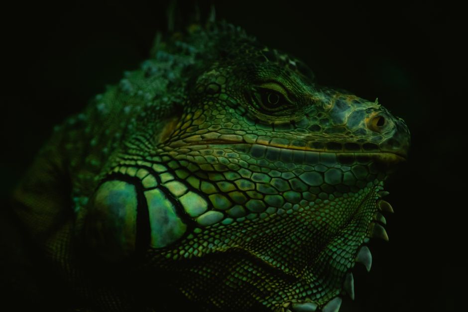 7 Silent Signs Your Exotic Pet Is Unhappy or Ill