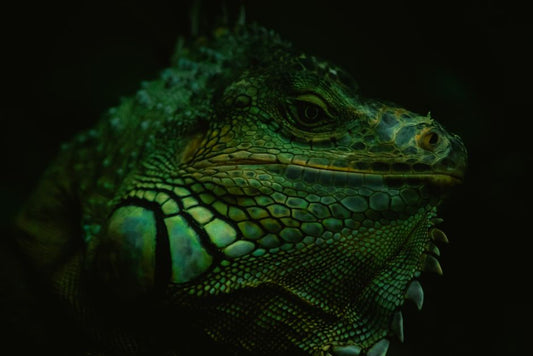 7 Silent Signs Your Exotic Pet Is Unhappy or Ill