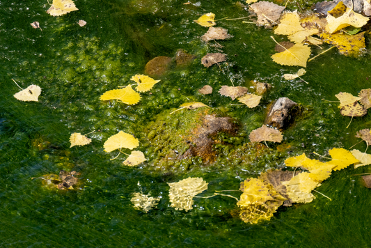 Hydroponics Secret Tips: Fix Yellow Leaves, Algae, and Slow Growth Without Guesswork