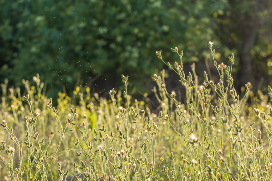 Ultimate Low Maintenance Weed Control: Smart Systems That Save Hours of Weeding