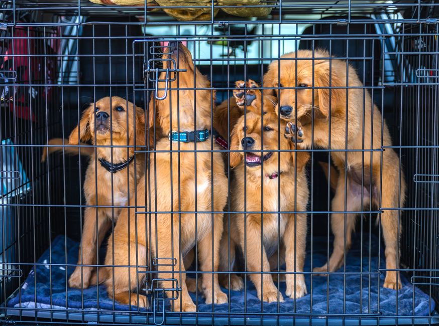 Quick and Easy Pet Crate Training: A Step-by-Step Guide for Busy Pet Owners