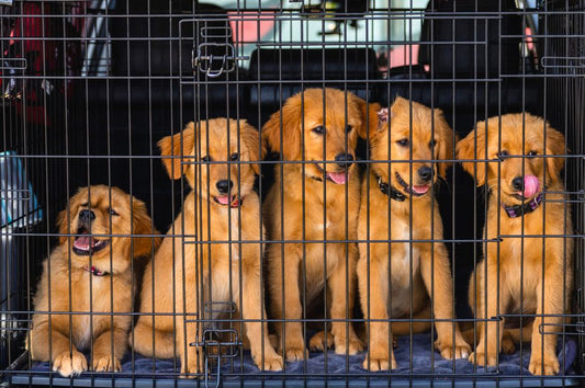 Natural Remedies for Crate and Space Training Anxiety in Pets