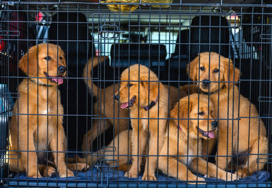 Cat Carrier vs. Dog Travel Crate: Which One Suits Your Pet Best?