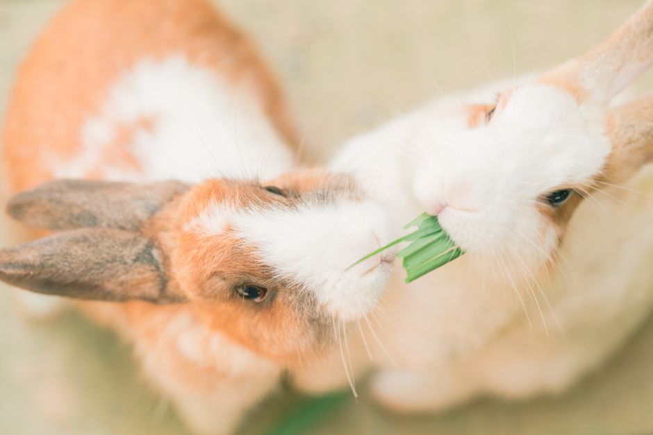 Summer Rabbit Care: The Complete Guide to Keeping Your Bunny Cool and Healthy