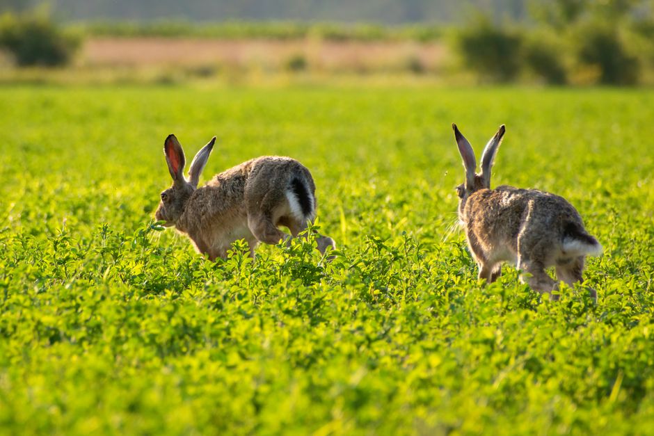 Why is My Rabbit Thumping Its Back Legs and How to Stop It