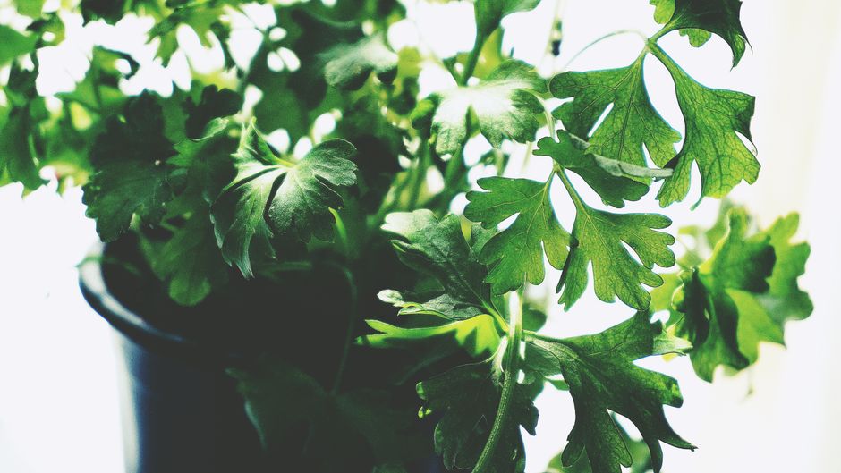 How to Store Fresh Herbs to Keep Them Vibrant and Flavorful for Weeks
