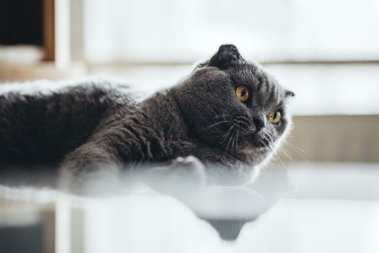 The Feline Freshness System: Comparing Water Additives, Deodorizers, and Enzymes for a Cleaner Home