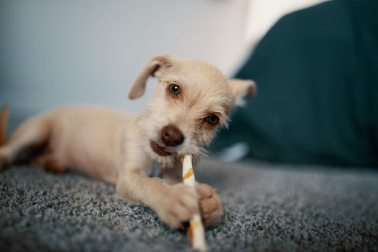 Training Treats vs. Dental Chews: Which Is Better for Your Dog's Behavior and Health?