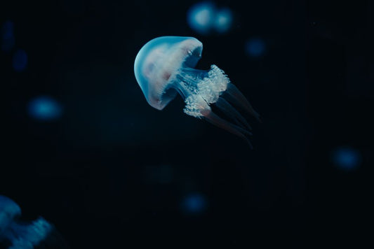Vet-Approved Guide to Preventing and Treating Aquarium Algae Without Harsh Chemicals