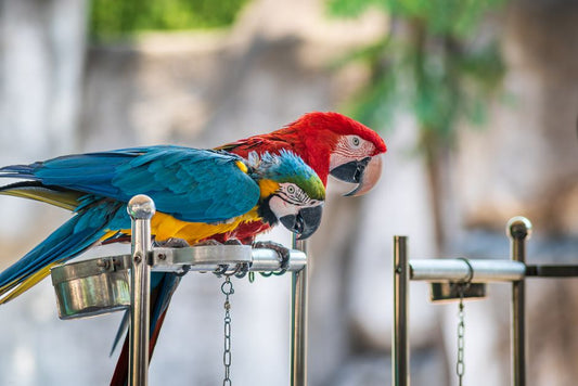 The Complete Guide to Managing a Multi-Pet Household with Birds