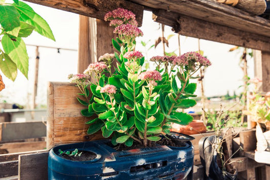 Raised Garden Bed Cost Comparison: DIY vs Prefab vs Recycled Materials