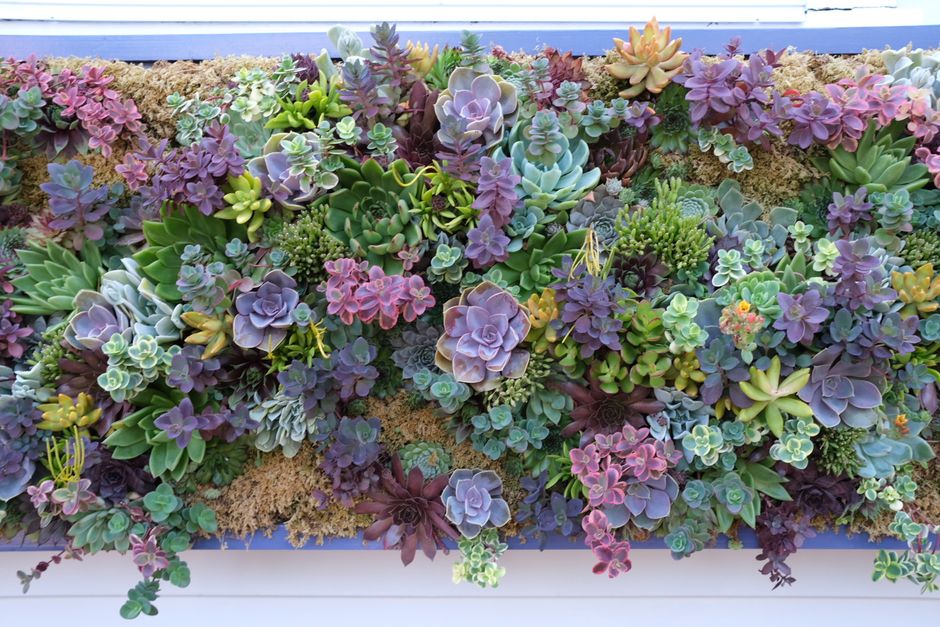 The Busy Person's Complete Balcony Garden System: Low-Maintenance Beauty That Thrives on Neglect
