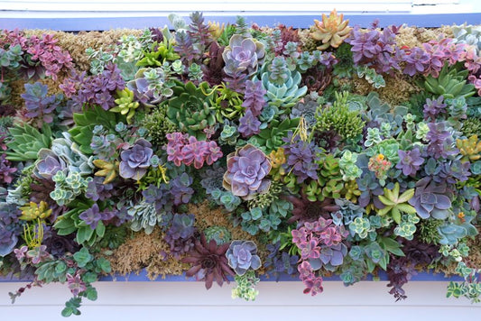 The Busy Person's Complete Balcony Garden System: Low-Maintenance Beauty That Thrives on Neglect