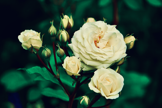 Effortless Rose Care: The Busy Person's Complete Guide to Thriving Blooms