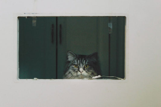 How to Stop a Cat from Spraying Inside the House: Proven Solutions for Stubborn Marking