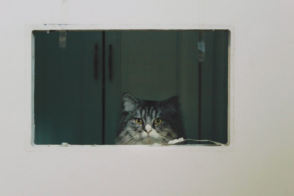 How to Stop Your Cat from Spraying Inside the House