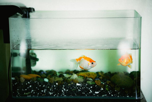 How to Deep Clean Fish Tank Gravel Without Disturbing Beneficial Bacteria: A Step-by-Step Guide