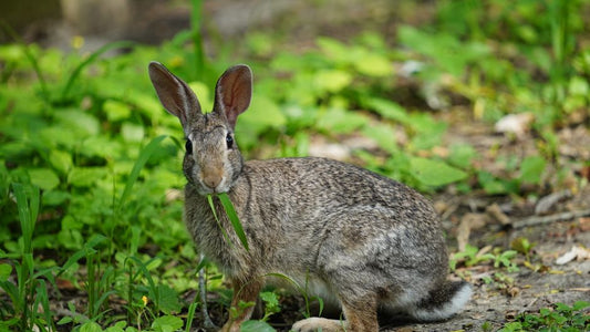 Why Is My Rabbit Chewing Everything and How to Stop It Safely