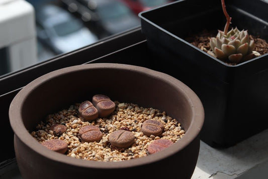 The Apartment Gardener's Guide to Drought-Tolerant Plants: Thriving in Small Spaces with Minimal Water