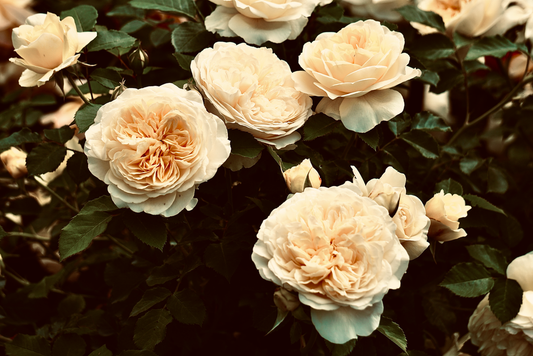 The Indoor Rose Grower's Essential Toolkit: Cultivating Blooming Roses Inside Your Home