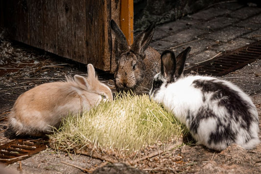 Why is My Rabbit Suddenly Pulling Out Its Fur? Causes and Solutions