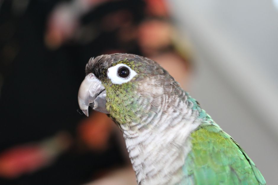 The Essential First-Time Bird Owner's Guide to a Happy and Healthy Companion