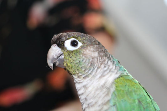 The Essential First-Time Bird Owner's Guide to a Happy and Healthy Companion
