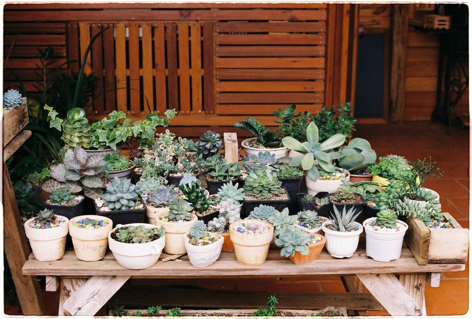 The Succulent SOS Guide: How to Diagnose and Fix Common Problems Before Your Plant Dies