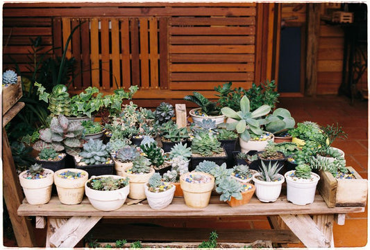 The Succulent SOS Guide: How to Diagnose and Fix Common Problems Before Your Plant Dies