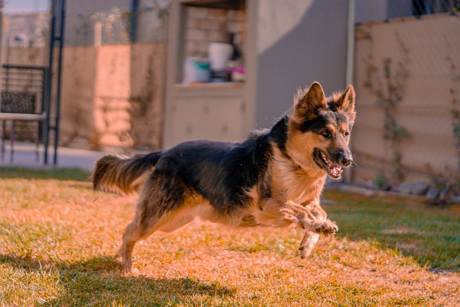 The Complete Guide to Chemical-Free Pet Enrichment and Exercise for a Happier Animal