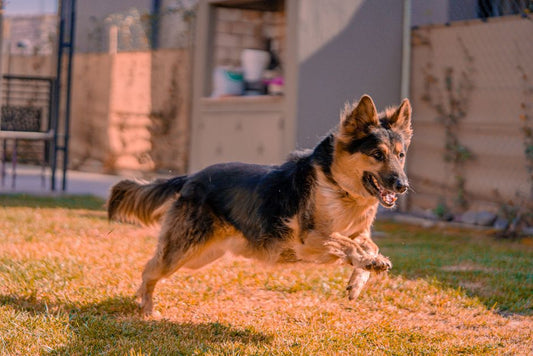 The Complete Guide to Chemical-Free Pet Enrichment and Exercise for a Happier Animal