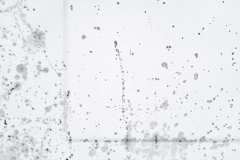The Complete Guide to Window Cleaning for Allergy Sufferers: Eliminating Pollen, Dust Mites, and Mold Spores