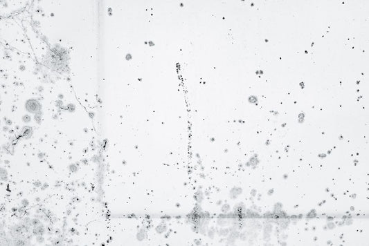 The Complete Guide to Window Cleaning for Allergy Sufferers: Eliminating Pollen, Dust Mites, and Mold Spores