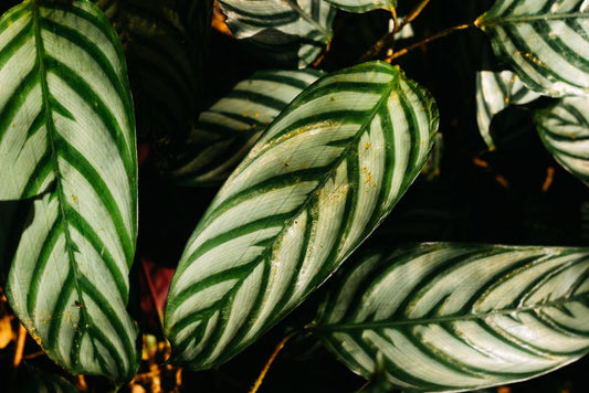 Why Are My Calathea Leaves Curling and Turning Brown? Fix It Fast with These Proven Tips