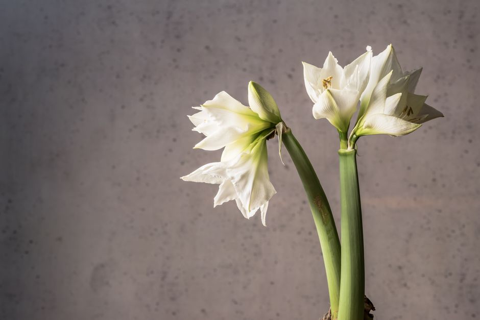 How to Plant Flower Bulbs Without a Yard: A Complete Guide to Indoor Blooming