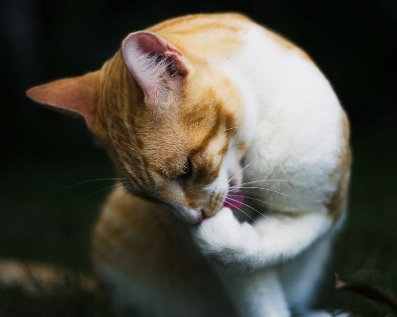 Building a Chemical-Free Pet Care Routine: A Practical Guide to Natural Grooming, Nutrition, and Home Environment