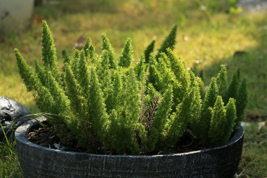 Lawn Care on a Shoestring: Affordable Tricks for a Lush, Healthy Yard