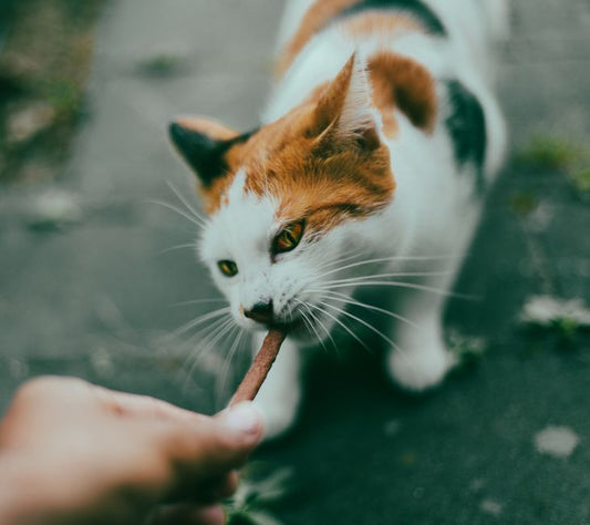 Compact Companions: A Complete Guide to Apartment Pet Care and Nutrition