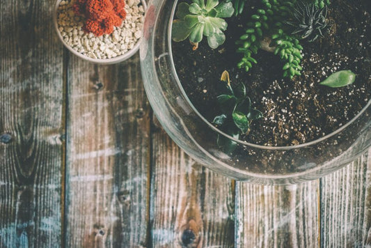 Balcony Garden Soil: How to Keep Potted Plants Healthy
