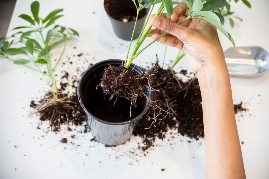 How to Repot a Root-Bound Plant Without Killing It: A Step-by-Step Rescue Guide