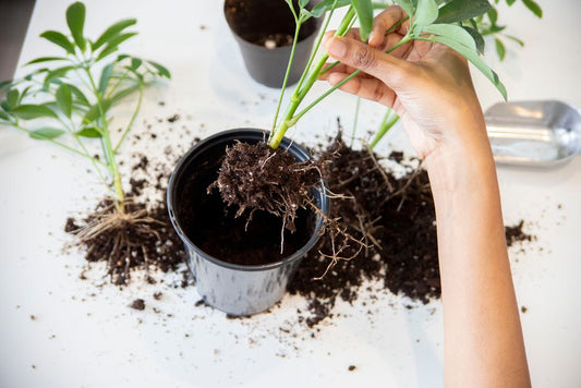 How to Repot a Root-Bound Plant Without Killing It: A Step-by-Step Rescue Guide