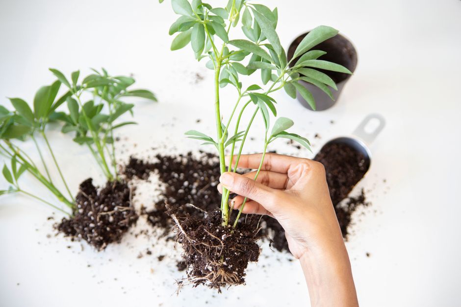 The Complete Guide to Repotting Tools: What You Actually Need for Healthy Roots