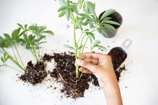 The Complete Guide to Repotting Tools: What You Actually Need for Healthy Roots